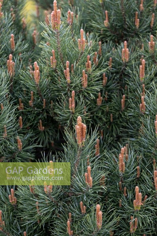 Pinus sylvestris 'Waterii' Scots pine