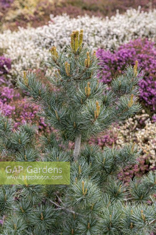 Pinus parviflora 'Negishi' Japanese white pine