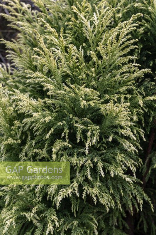 Cryptomeria japonica 'Sekkan sugi' Japanese cedar