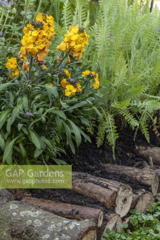 Log edging to flower border with yellow erysimum  - 'Eat, Drink and be Rosemary' - designer Laura Ashton-Phillips - RHS Malvern Spring Festival 2024