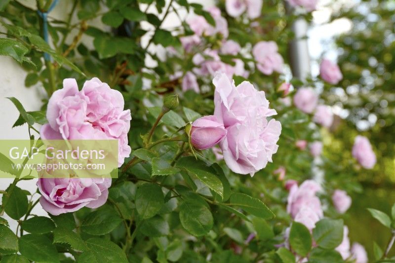 Historical climber Rosa 'Gerbe Rose', Fauque 1904  with pink fragrance full  flowers  trained on a wall of timber - framed houses . June 


