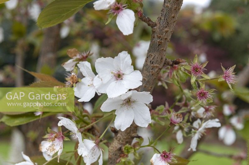 Prunus 'Tai Haku' great white cherry