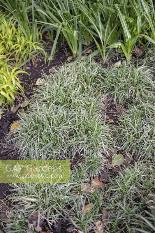 Carex 'Silver Sceptre' sedge