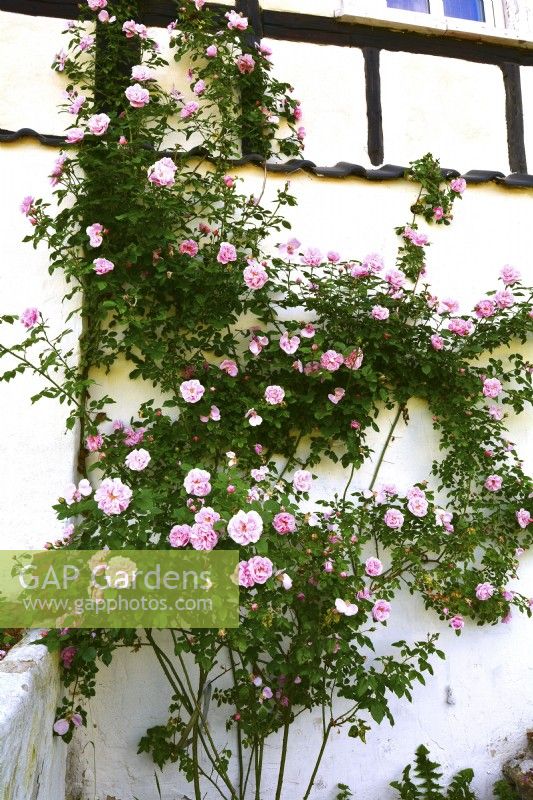 Historical climber Rosa 'Gerbe Rose', Fauque 1904  with pink fragrance full  flowers trained on a wall of timber - framed houses . June 


