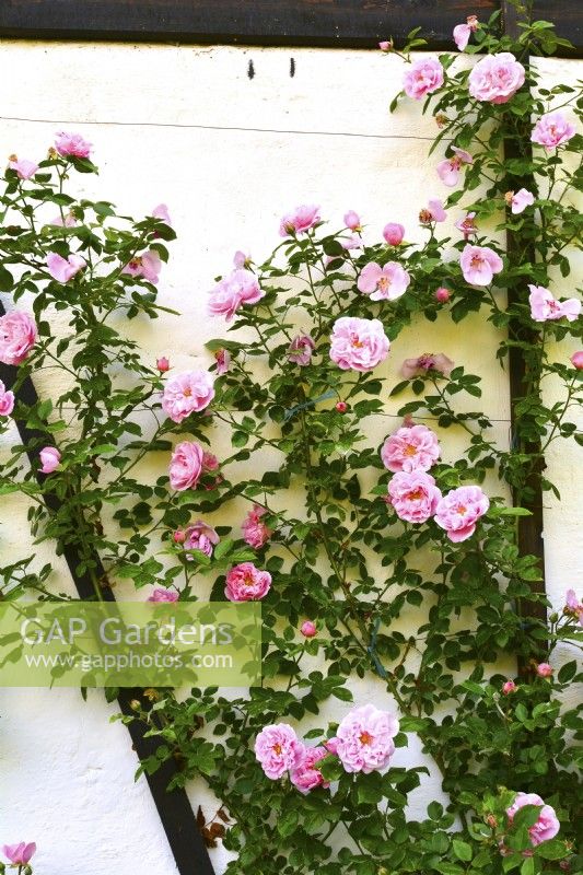 Historical climber Rosa 'Gerbe Rose', Fauque 1904  with pink fragrance full  flowers trained on a wall of timber - framed houses . June 
