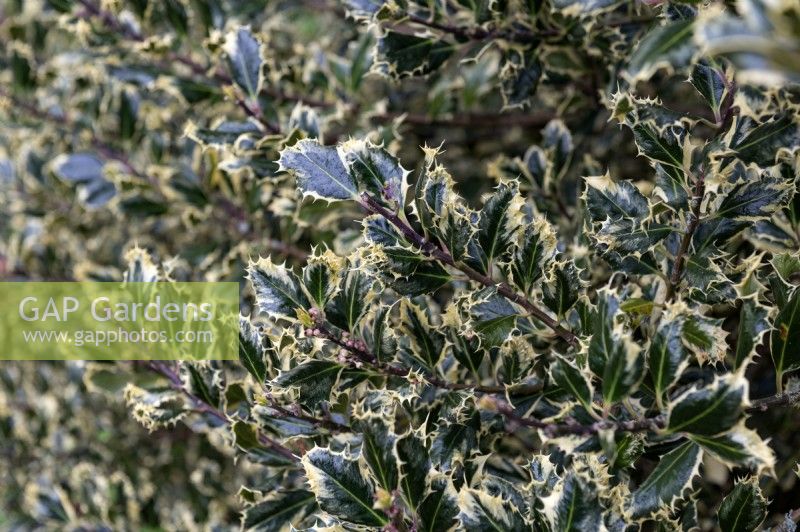 Ilex aquifolium 'Ferox Argentea' silver hedgehog holly