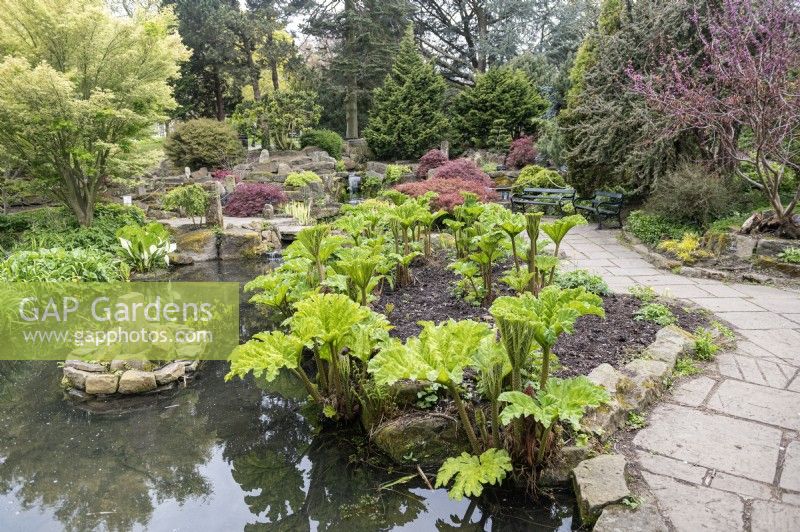 Water feature and rockery at Sheffield Botanical gardens. Gunnera and acer.
