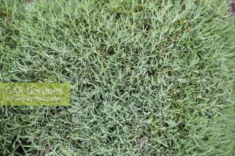 Santolina pinnata subsp. neapolitana 'Edward Bowles' rosemary-leaved lavender cotton