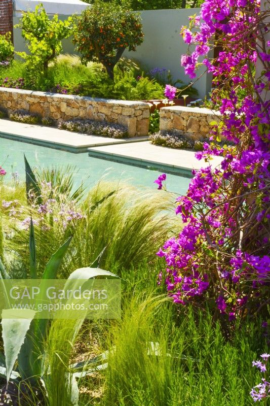 View across Mediterranean garden with large pool surrounded by arid planting, includes Stipa tenuissima, Agave and blooming climbing Bougainvillea spectabilis. June
Designer: Alan Rudden
