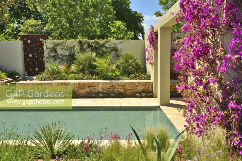 View across Mediterranean garden with large pool surrounded by arid planting, includes Stipa tenuissima, Yucca, Chamaerops humilis and blooming climbing Bougainvillea spectabilis. June
Designer: Alan Rudden
