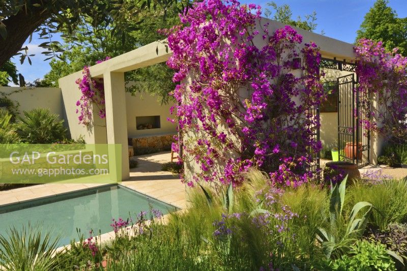 View across open walled patio with blooming climbing Bougainvillea spectabilis in Mediterranean garden with border planted Stipa tenuissima, Yucca.  June
Designer: Alan Rudden
