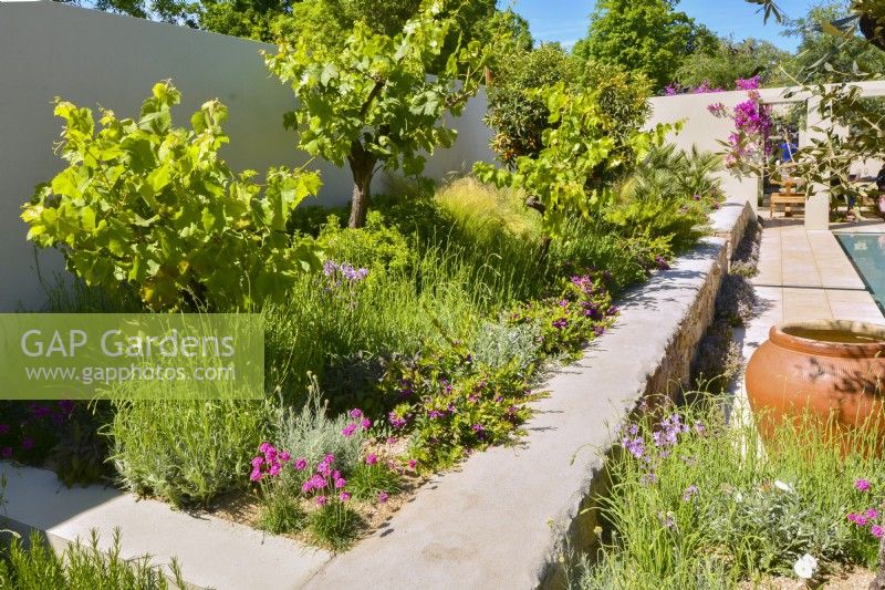Stone raised bed planted arid plants with bushes Vitis in Mediterranean garden with border planted Stipa tenuissima, Yucca. June
Designer: Alan Rudden
