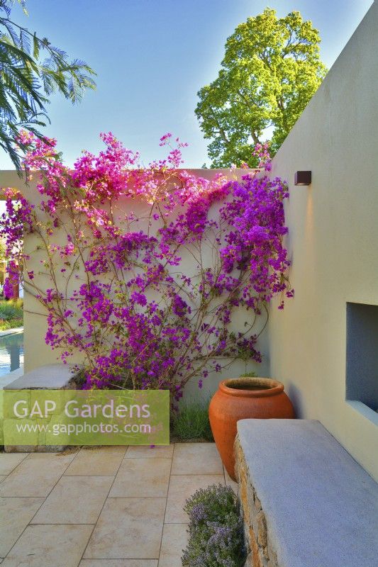 A corner in the patio with blooming Bougainvillea spectabilis climbing of the wall in the Mediterranean garden. June
Designer: Alan Rudden
