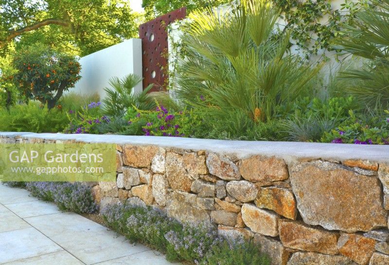 Stone raised bed with arid plants included Chamaerops humilis, orange tree and  underplanted with Thymus  in Mediterranean garden.  June
Designer: Alan Rudden
