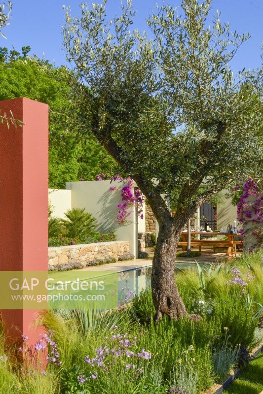 Mature tree of Olive on border in a Mediterranean garden with pool, June
Designer - Alan Rudden