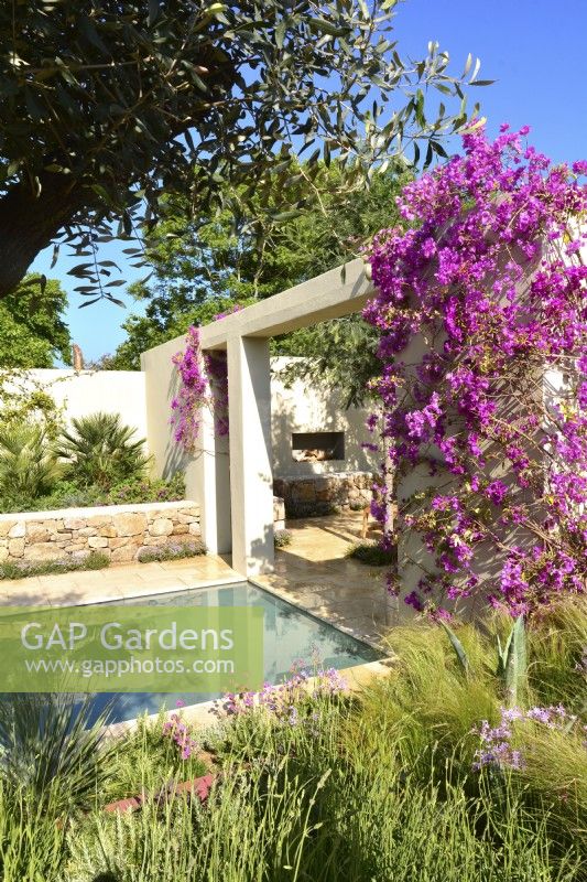 Patio covered with blooming Bougainvillea spectabilis in Mediterranean garden.
June
Designer: Alan Rudden
