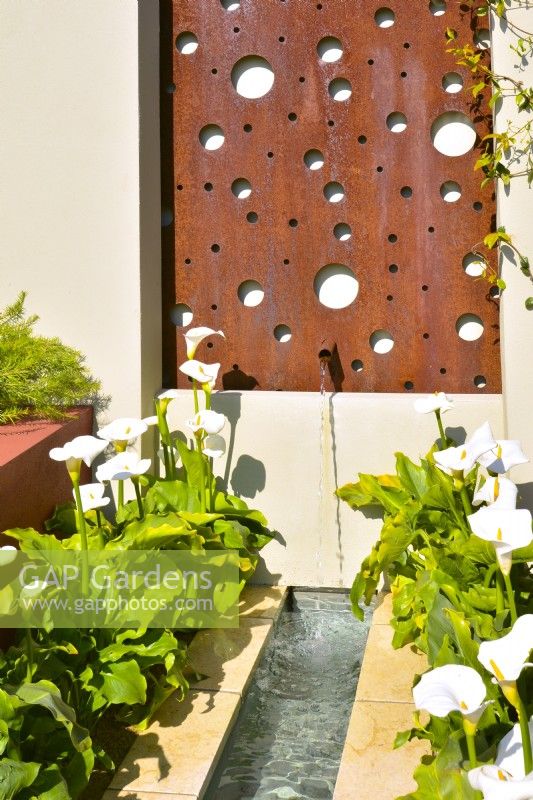 Steel panel with feature a water cascade, falling into a rill,  surrounded by white Zantedeschia  in Mediterranean garden. June
Designer: Alan Rudden
