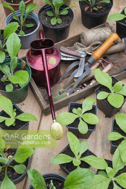 Garden tools in a wooden tray surrounded by young plants in pots
