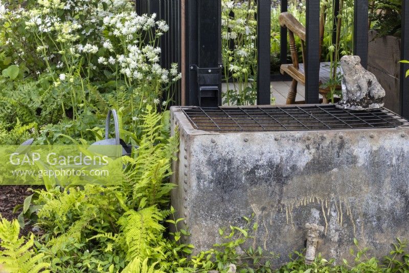 Square reclaimed metal container being used for rainfall collection with ferns, aquilegia and watering can - 'The Grand Appeal Garden' - designer Suzy Dean - RHS Malvern Spring Festival 2024