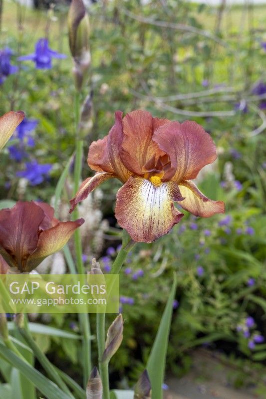 Iris germanica 'Kent Pride' - May