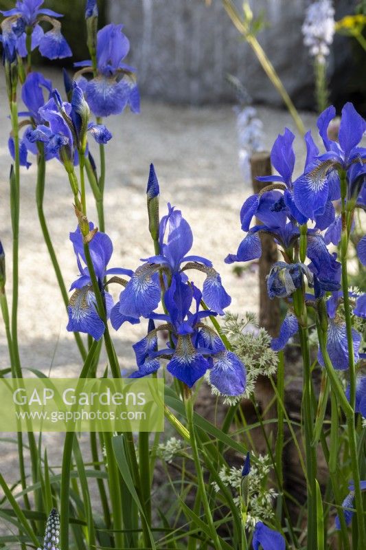 Iris sibirica 'Percheron' - May