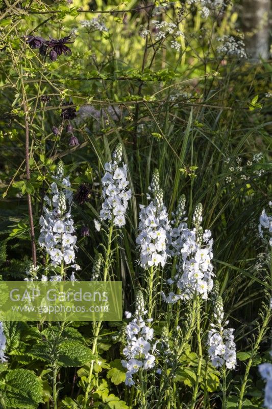 Veronica gentianoides 'Tissington White - The Cotswold Garden - May