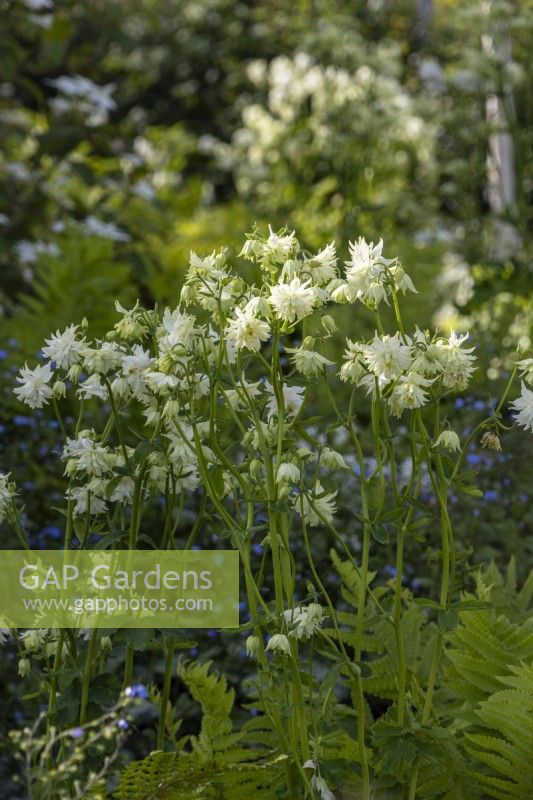 Aquilegia vulgaris 'White Barlow' - columbine - May