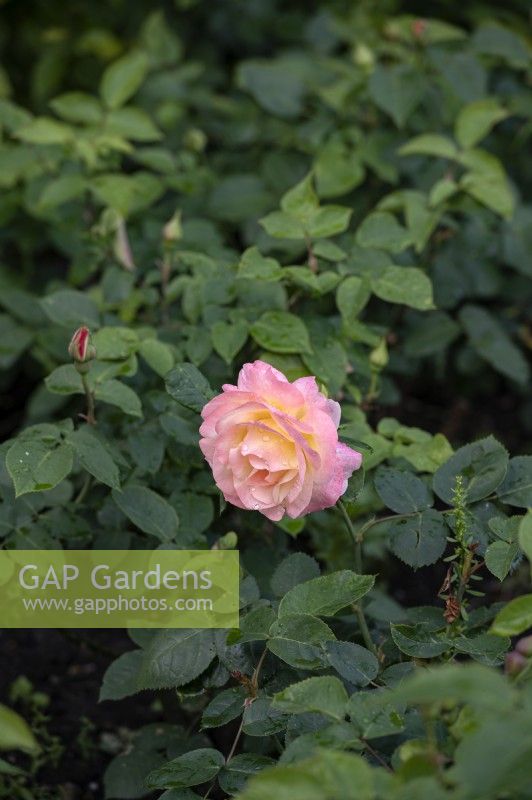 Rosa 'Apricot queen'   Rose