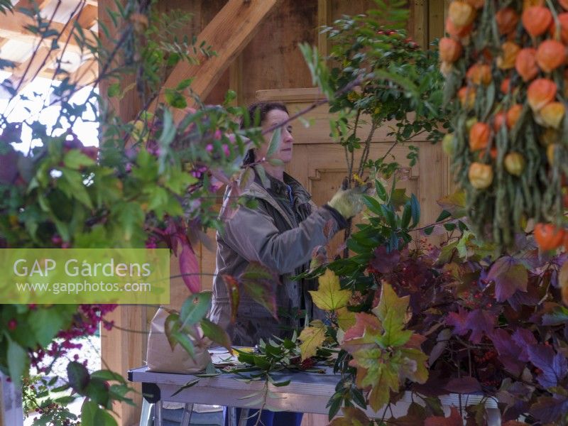 Specialist foliage florist, Zanna Hoskins works with Autumn fruits and leaves from her garden for use in seasonal arrangements. November, Autumn,Dorset, UK.