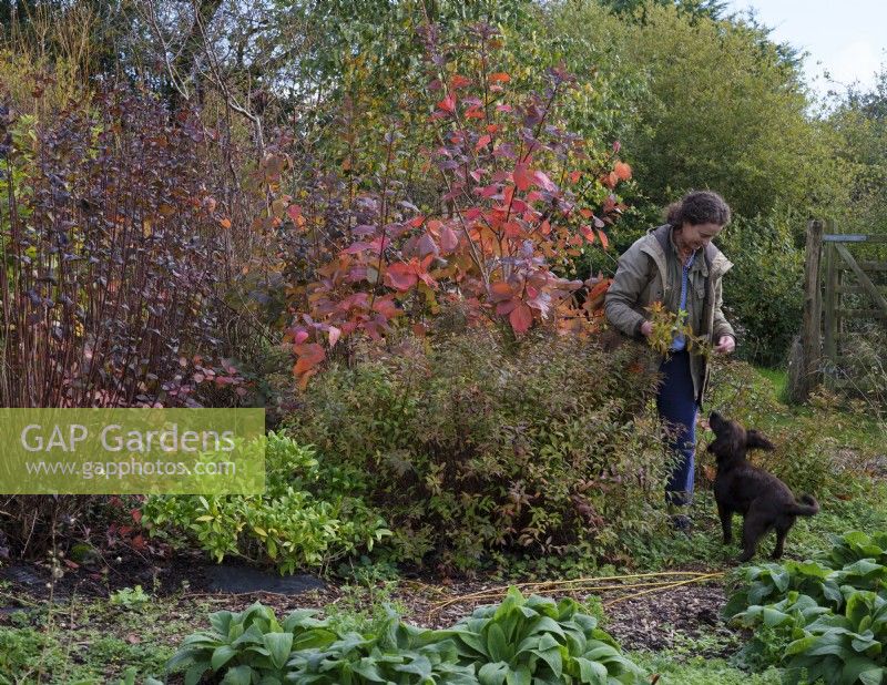 Specialist foliage florist, Zanna Hoskins, gathers Autumn fruits and leaves from her garden for use in her seasonal arrangements. She is accompanied by her small dog. November, Autumn, Dorset, UK.