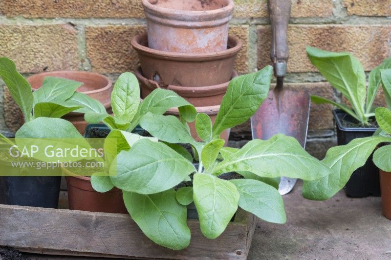 Nicotiana - Young Tobacco plants ready for planting out