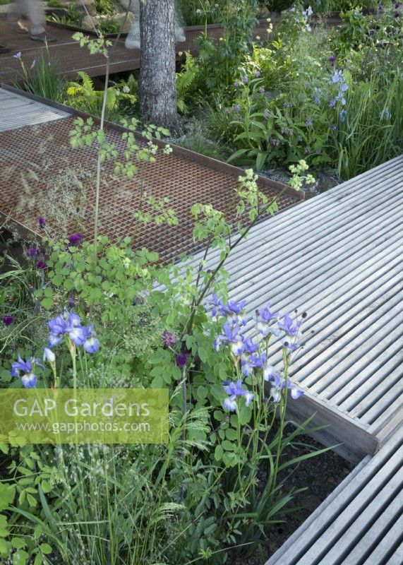Water permeable grid steel and slatted oak decks, with flood resillient planting including Cirsium rivulare 'Trevor's Blue Wonder' and Iris sibirica 'Perry's Blue'. The WaterAid Garden at RHS Chelsea Flower Show 2024. Gold Medal. Designers: Tom Massey and Je Ahn.