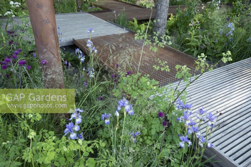 Water permeable grid steel and slatted oak decks, with flood resillient planting including Cirsium rivulare 'Trevor's Blue Wonder' and Iris sibirica 'Perry's Blue'. The WaterAid Garden at RHS Chelsea Flower Show 2024. Gold Medal. Designers: Tom Massey and Je Ahn.