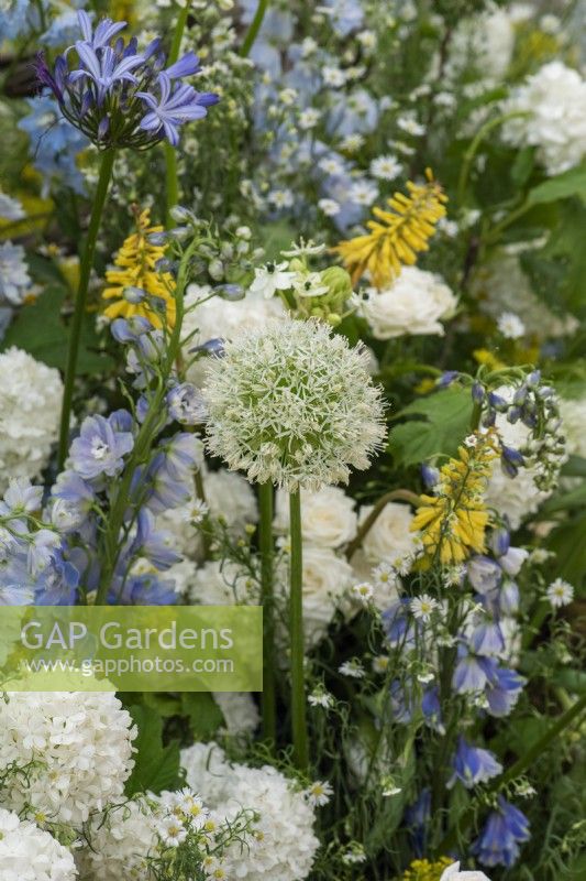 A garden created by florists using popular cut flowers such as Allium stipitatum 'White Giant'.