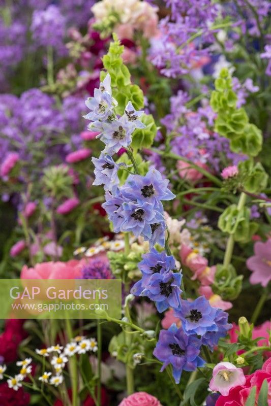 A garden created by florists using popular cut flowers such as larkspur. 