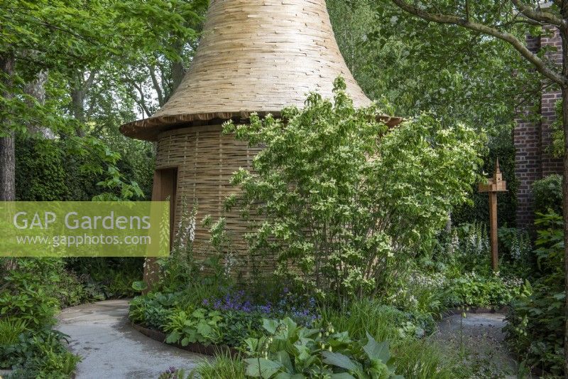 Cornus kousa 'Ikone', a flowering dogwood tree, beside a rounded sculptural timber building designed by artist Ivan Morison.
