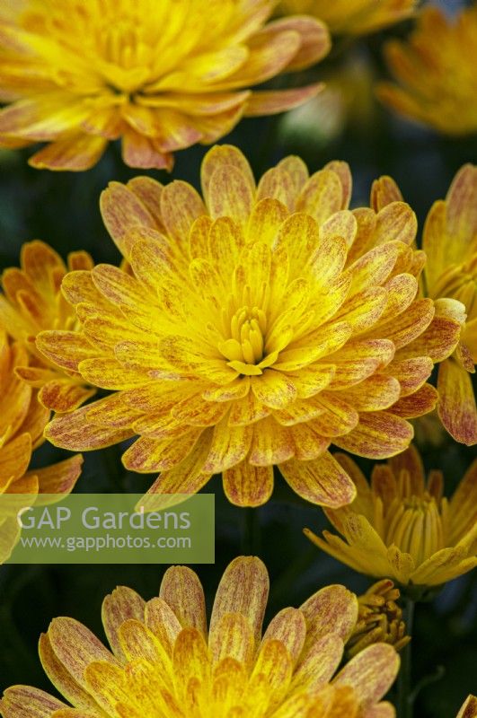 Chrysanthemum Jacqueline Yellow