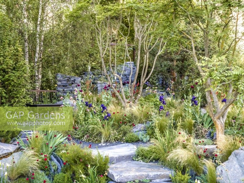 Granite steps and pathway surrounded by mixed perennial planting and two Koelreuteria paniculata trees. Behind is a seat and slate wall. Terrence Higgins Trust
Bridge to 2030 Garden, Designer: Matthew Childs, Silver-gilt medal, RHS Chelsea Flower Show 2024, Sponsor: Project Giving Back