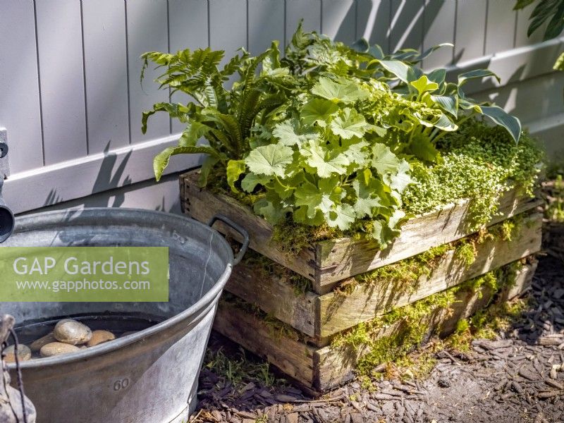 Wooden crate filled with ferns, hostas and alchemilla, next to a galvanised circular trough