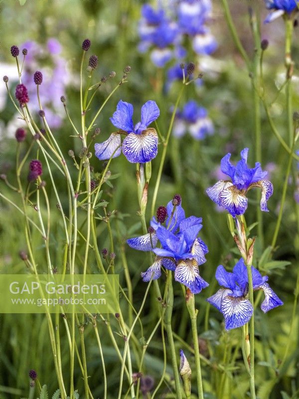 Iris sibirica 'Perrys Blue' and Sanguisorba officinalis 'Lum'