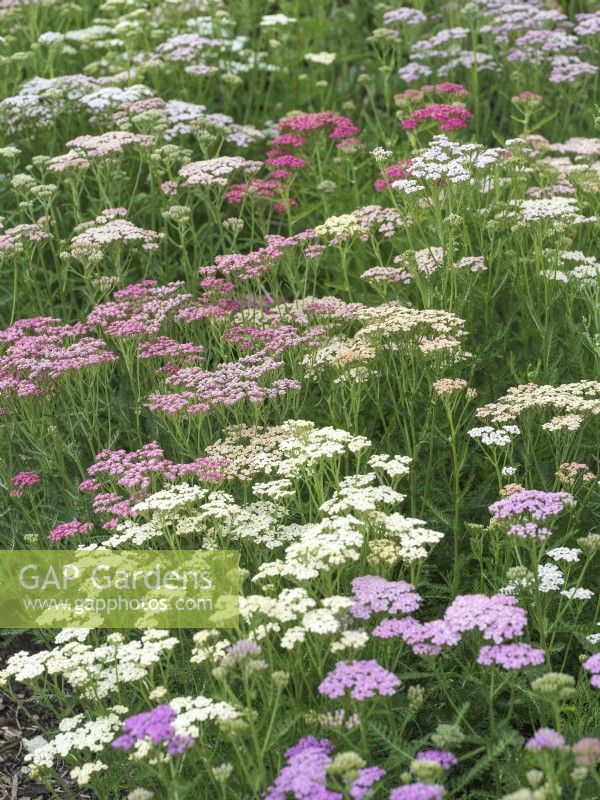 Achillea millefolium Summer Pastels mix, summer June