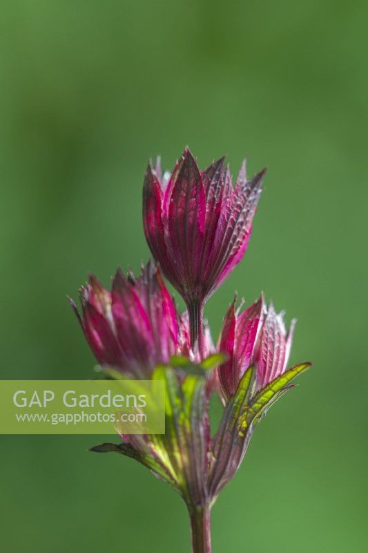 Astrantia major 'Burgundy Manor' flowering in Summer - May