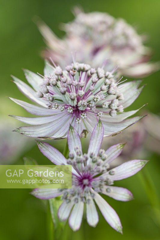 Astrantia major 'Bright and Breezy' - Greater Masterwort -  flowering in Summer - June