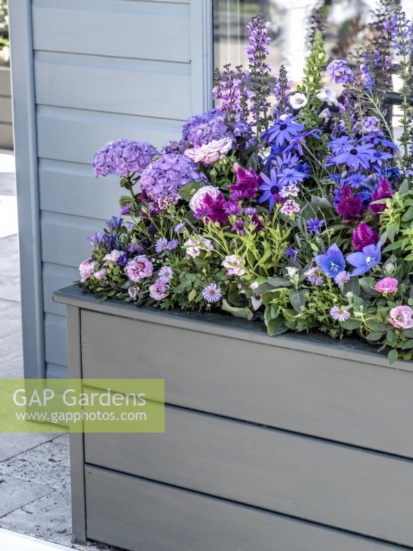 Raised grey wooden bed with purple flowers