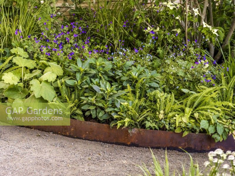 Long raised copper bed planted with herbaceous perennials including Blechnum spicant, Daphne laureola, Heuchera villosa