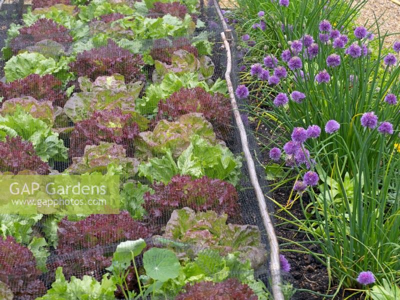 Red and green lettuce grown under netting, outside an edging of chives, June Summer 