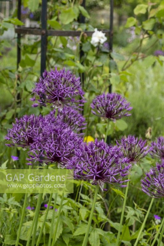 Allium hollandicum 'Purple Sensation' - May