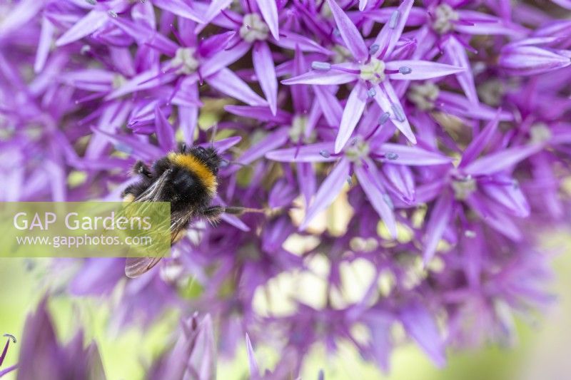 Bee on Allium 'Globemaster'