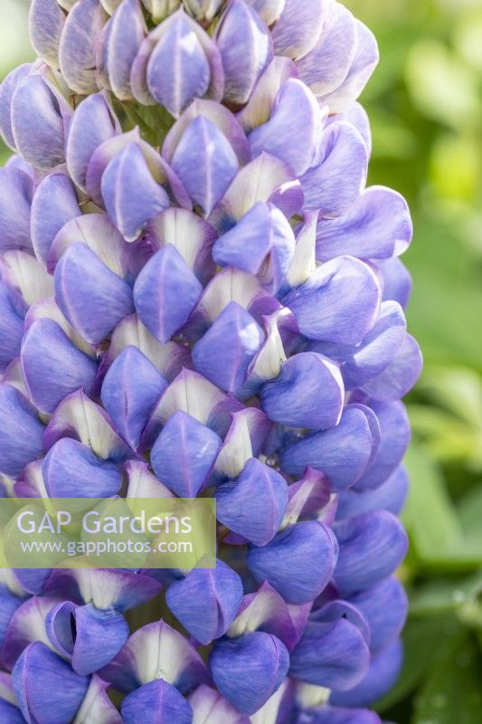 West Country Lupin 'Persian Slipper'