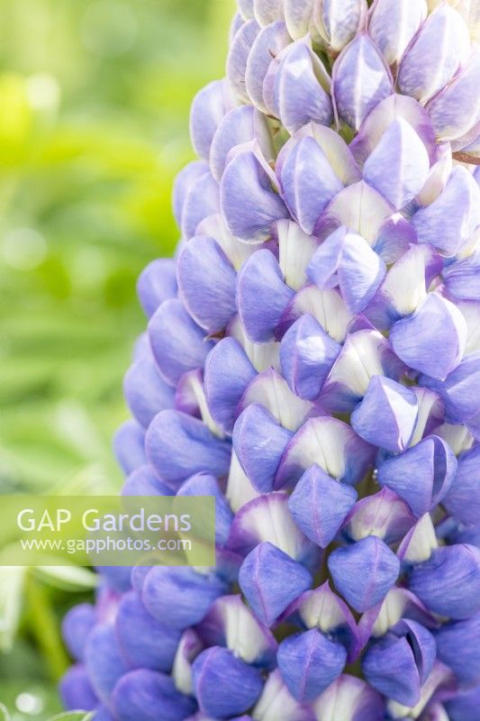 West Country Lupin 'Persian Slipper'